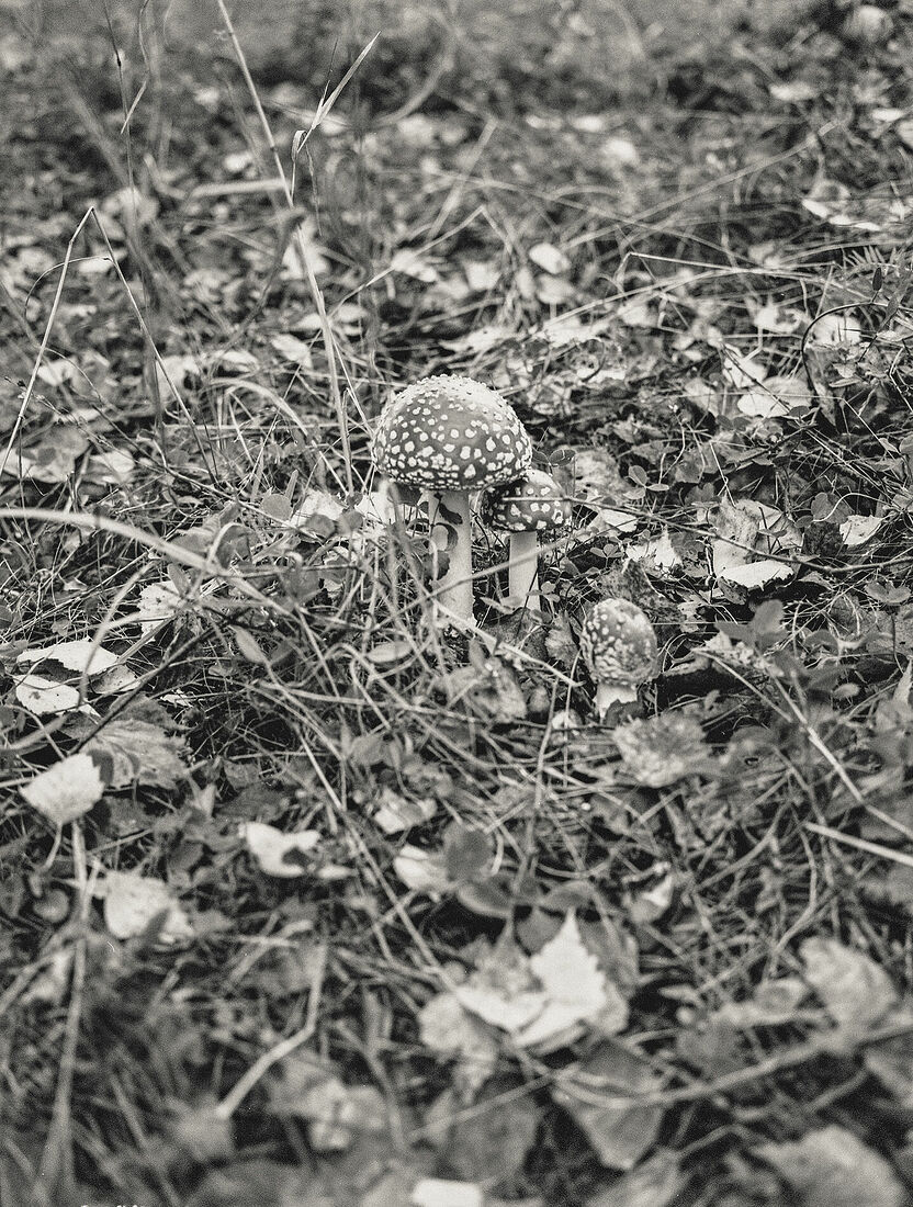 Andrey Ivanov. Untitled