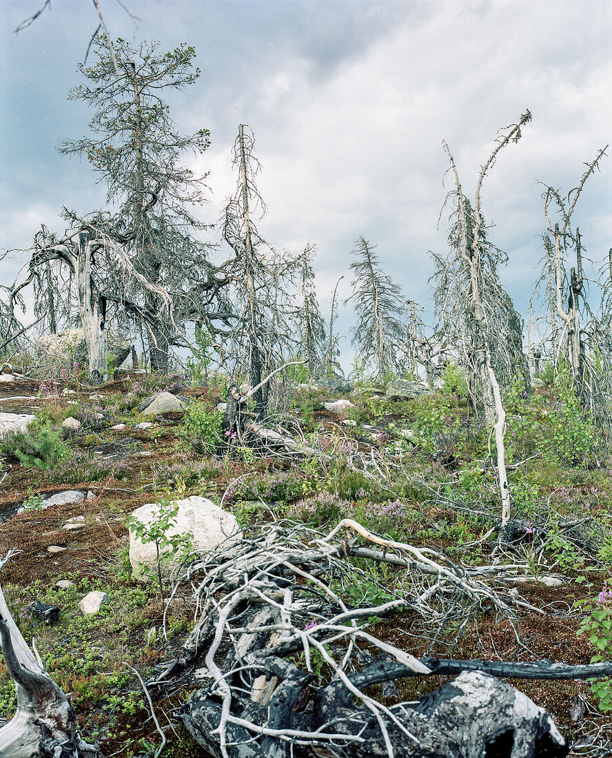 Andrey Ivanov. Untitled