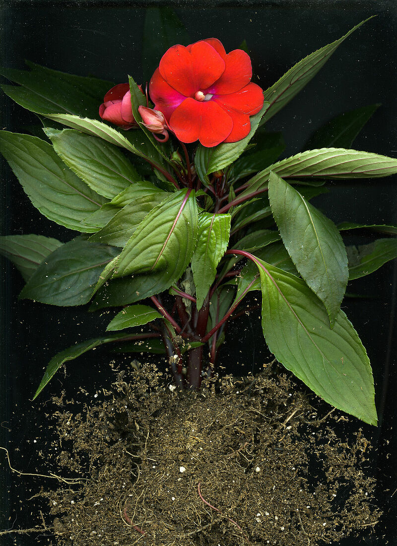 Andrey Ivanov. Untitled